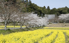 Kannon Landscape