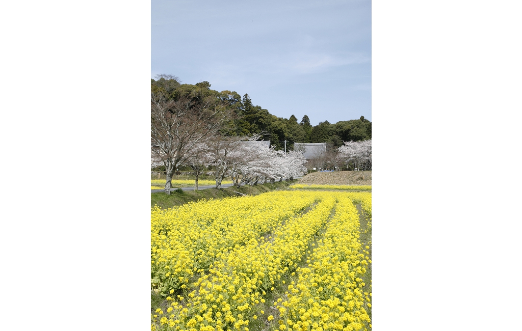 觀音寺遠景