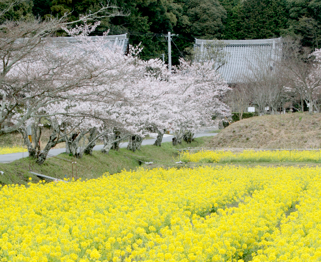 大御堂觀音寺