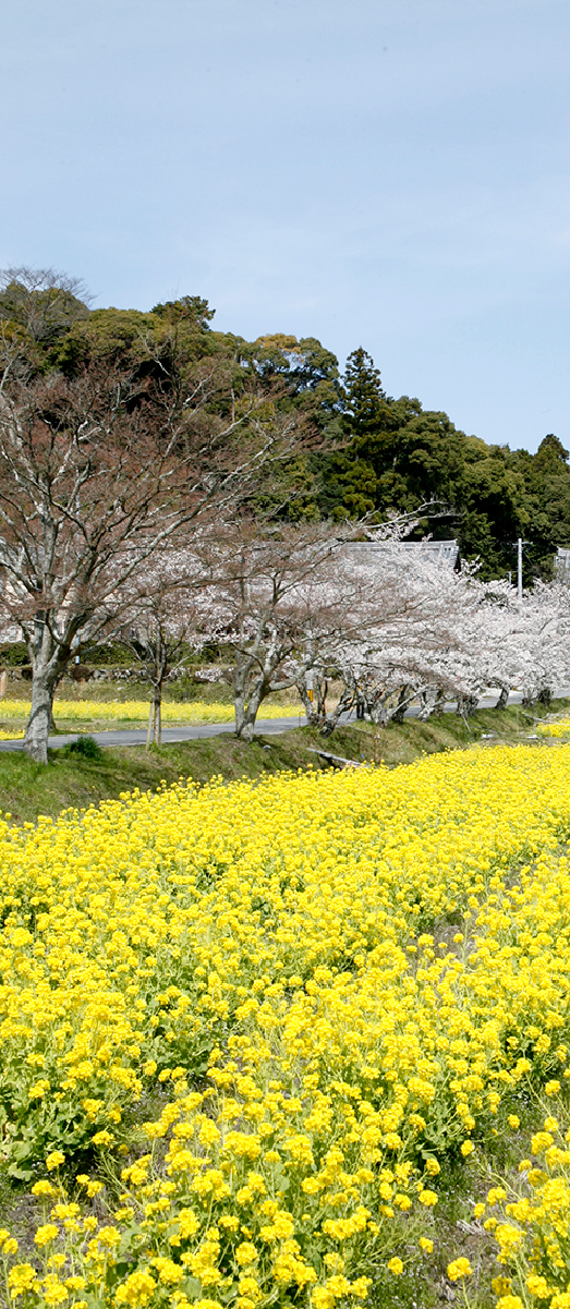 大御堂觀音寺